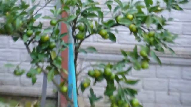 Апельсины и мандарины смотреть онлайн