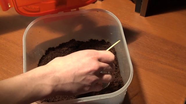 Делаем уборку в террариуме ПАУКОВ ПТИЦЕЕДОВ смотреть онлайн