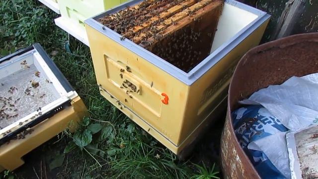 улей биненхаус - вывелись неплодные матки , проверяю их качество и подсаживаю в отводки для облета смотреть онлайн