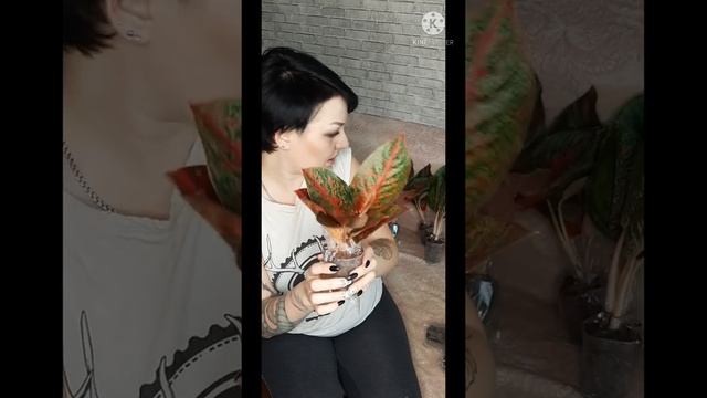 Распаковка посылки из тайланда с аглаонемами и плюмериями (часть 2) смотреть онлайн