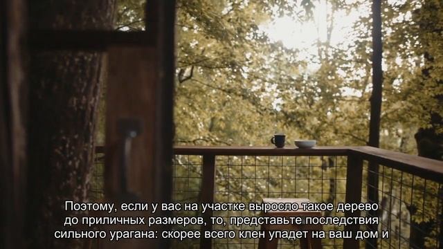 Хуже борщевика: как вредное дерево из Америки захватывает Россию смотреть онлайн