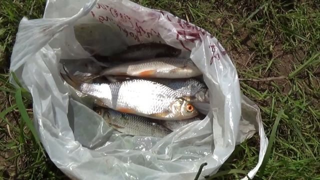 ловля сороги на р. Вятка смотреть онлайн