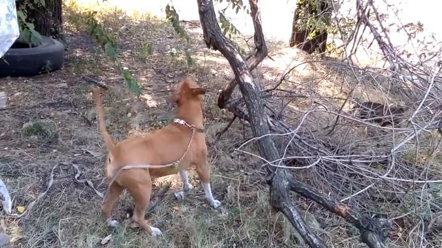 Fanny dog. Amstaff. смотреть онлайн