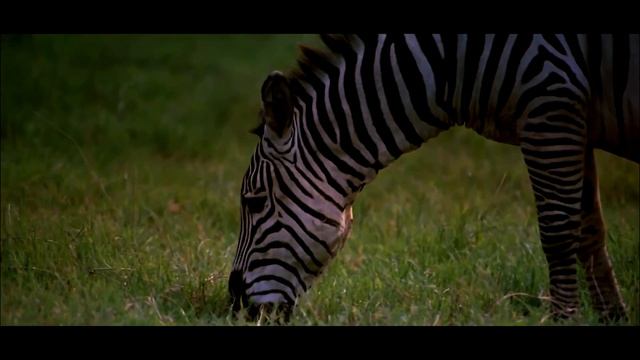 Beautiful World - The Beauty Of African Wildlife 2 (Bianca Ban - Spirit Of Africa) [Short Film] смотреть онлайн