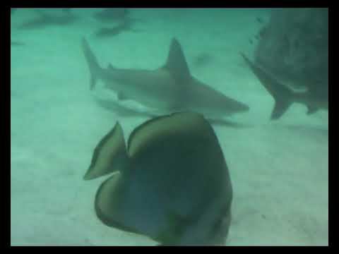 2012 Эйлат (Коралловый берег)