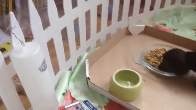 Щенки едят смотреть онлайн