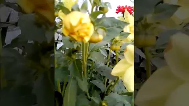 Цветник около теплицы 2019г смотреть онлайн