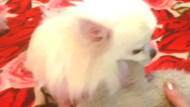 Тедди играет с любимым зайцем.Приколы чихуашкой.Чихуахуа собака играет с игрушками.Teddy_Chih. Chihu смотреть онлайн