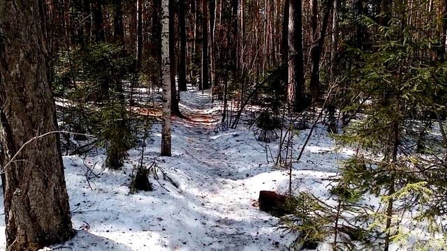 Усть-Илимский лес в мае. смотреть онлайн