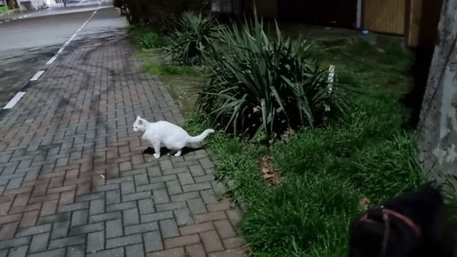 22.04.2022. НОЧНЫЕ ГУЛЯНИЯ смотреть онлайн