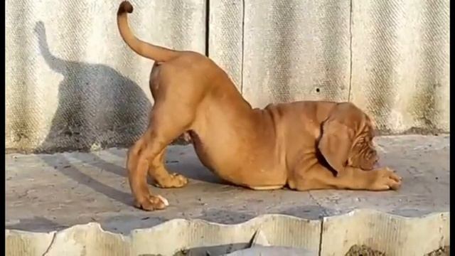 Бордоский дог/ Продается кобель / Документы РКФ/ смотреть онлайн