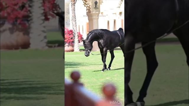 Восторг!!! Красота Арабских скакунов;Голоса и звуки животных; Животные вокруг нас;Животные в природ смотреть онлайн