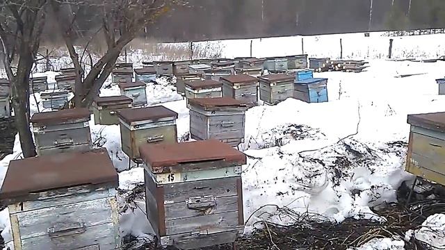 ВЫСТАВКА ПЧЁЛ ПОСЛЕ ЗИМОВКИ смотреть онлайн