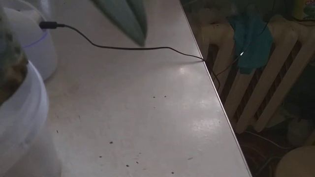 Моя орхидея Тропик Вундерленд.🍀🌱🍀🌱🍀🌱🍀🌱 смотреть онлайн