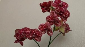 Орхидея Фаленопсис Дикий кот.  Описание и уход