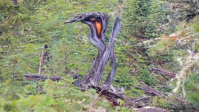 Путешествие в Ергаки,часть 6, 2022г .Флора и фауна Ергак смотреть онлайн