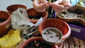 Посадка гиацинтов и крокусов дома осенью в горшок для цветения весной на балконе.