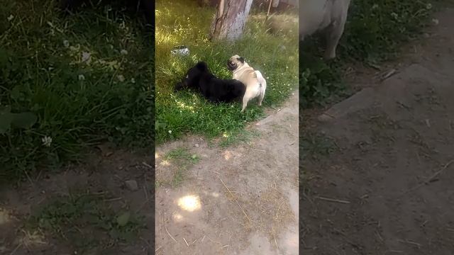 Мопс вязка смотреть онлайн