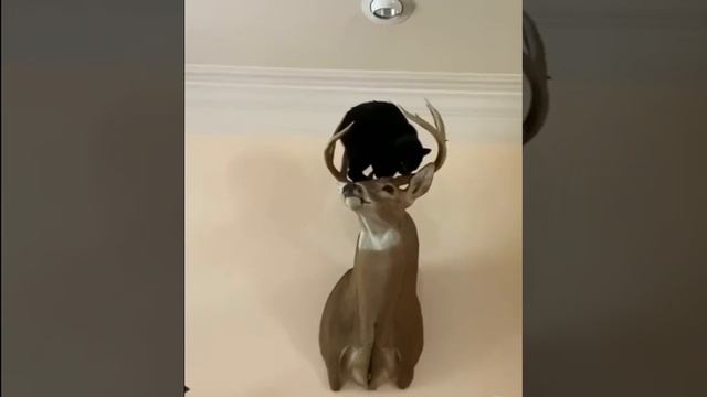 Кот получил по рогам смотреть онлайн