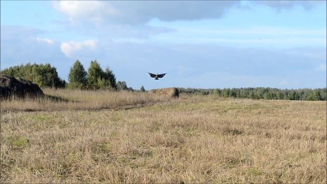 Воздушный змей Белоголовый Орлан смотреть онлайн
