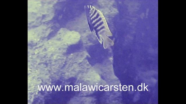 Maylandia sp. "zebra gold" Mbowe Island смотреть онлайн