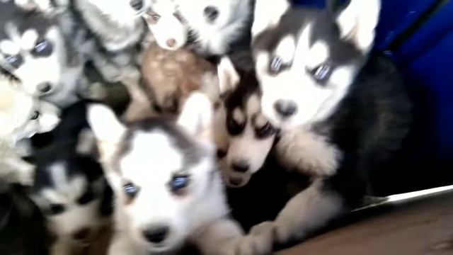 New huskey puppy's 01-02-2021 Puppies Age 2 Month Old 03249406277 Danish Dog kennel LHR ISLAMABAD смотреть онлайн