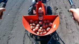 Посадка картофеля мотоблоком с картофелесажалкой Forza КСМБ.