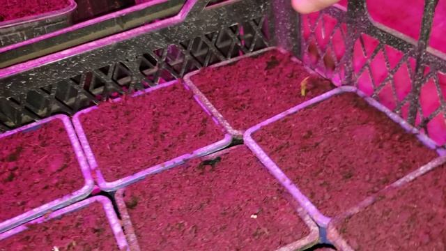 Влажностьдля саженцев ежевики и малины при выращивании в помещении зимой смотреть онлайн