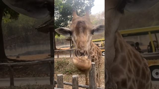 Giraffe / Жираф. Как кормить жирафа, что любят есть жирафы смотреть онлайн