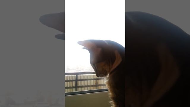 Следим за первыми снежинками смотреть онлайн