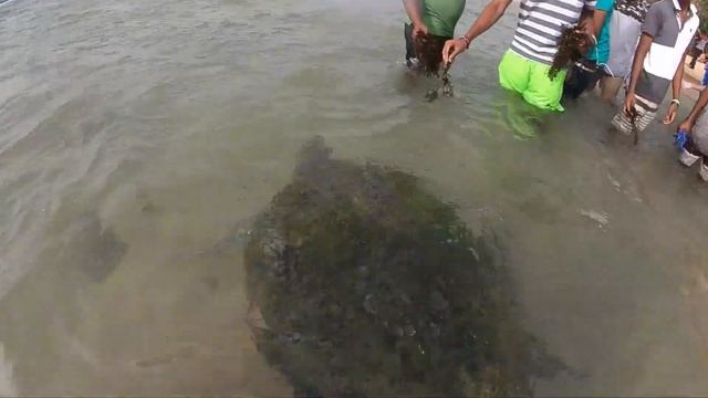 Гигантская зелёная морская черепаха / Подводная съёмка смотреть онлайн