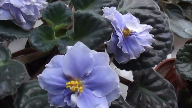 ФИАЛКИ, РЕЗУЛЬТАТ ЭКСПЕРИМЕНТА смотреть онлайн