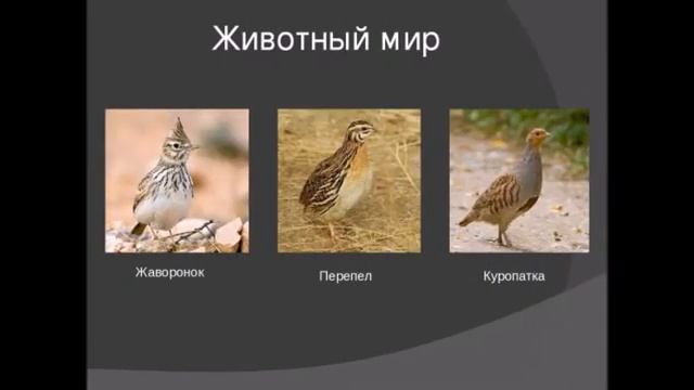 География 7 класс Животный и растительный мир степей Население и хозяйство Крупные города смотреть онлайн