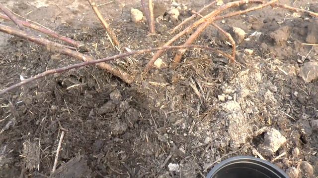 Видео обзор ежевики Медана Тайбери после зимовки смотреть онлайн