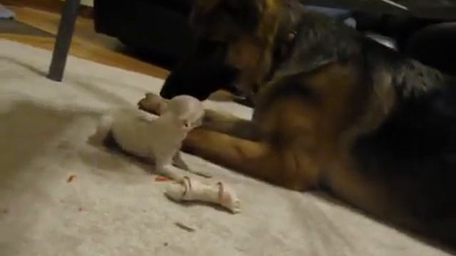 German Shepherd vs Chihuahua смотреть онлайн