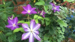 ТОП 10  ЛУЧШИХ  МАХРОВЫХ  КЛЕМАТИСОВ.     ОБЯЗАТЕЛЬНО ПОСАДИТЕ В СВОЕМ  САДУ !!!