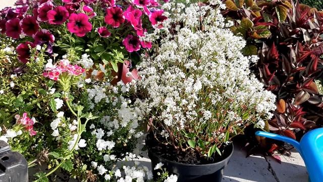 ЭУФОРБИЯ (Молочай) Уход, укоренение, зимовка... смотреть онлайн