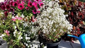 ЭУФОРБИЯ (Молочай) Уход, укоренение, зимовка...