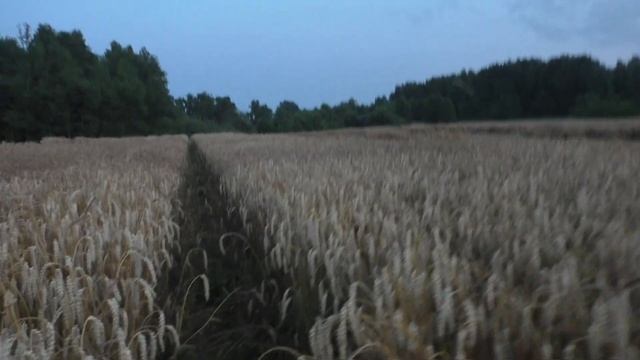 Калининградское сафари. ЧАСТЬ 3. Охота на кабана. Потравы на пшенице. Wild boar hunting. смотреть онлайн