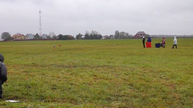 Уиппеты STANGERS LAND BRIZA (к) и DERA BLUE (б) смотреть онлайн