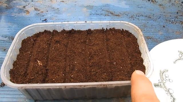 Посев махровой петунии, 20 декабря смотреть онлайн