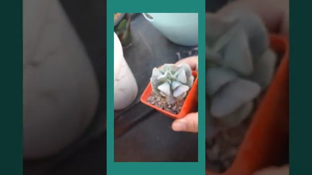 Todo sobre la echeveria Runyoni|Runyoni cubic frost|Runyoni topsy turby смотреть онлайн
