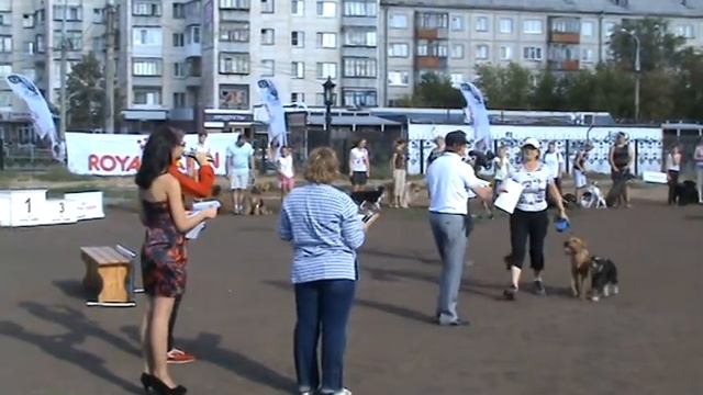 Фестиваль спорта с собаками в Магнитогорске смотреть онлайн