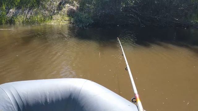 Чебак на протоках Иртыша смотреть онлайн