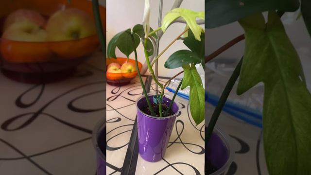 Филодендрон Мэджик Маск. Флорида Бьюти. смотреть онлайн