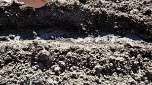 Сеем щавель ранней весной