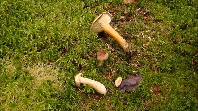 Bruch-Milchling / Maggi-Pilz (Lactarius helvus) смотреть онлайн