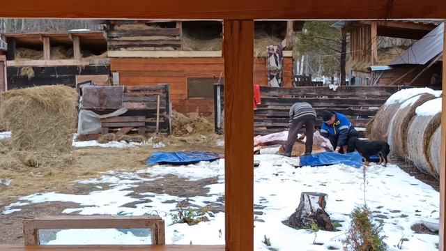 Очень жаль телку,но такова жизнь... Убираем лишний скот в зиму/ Продажа мяса. смотреть онлайн