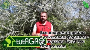 РОСКОШНЫЕ КАБАЧКИ и ТЫКВЫ прямо на КОМПОСТЕ. Как вырастить полезные и вкусные овощи БЕЗ УДОБРЕНИЙ!