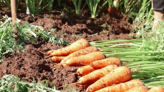 Чем подкормить морковь в июне бабушкин секрет. Подкормка для моркови. смотреть онлайн